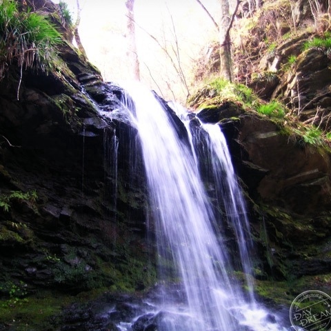 Bear before hibernation