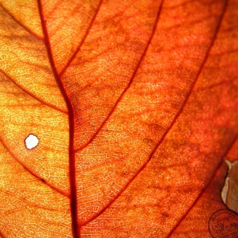 Acorn prince of sleeping