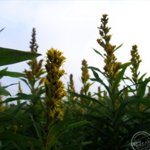 Morning haze of wintry sky