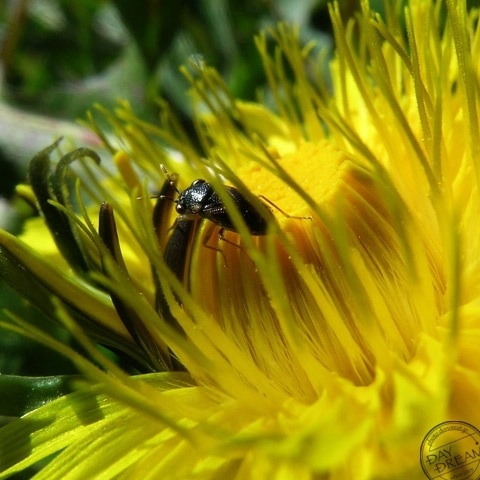 Dandelion of wintry sunlight