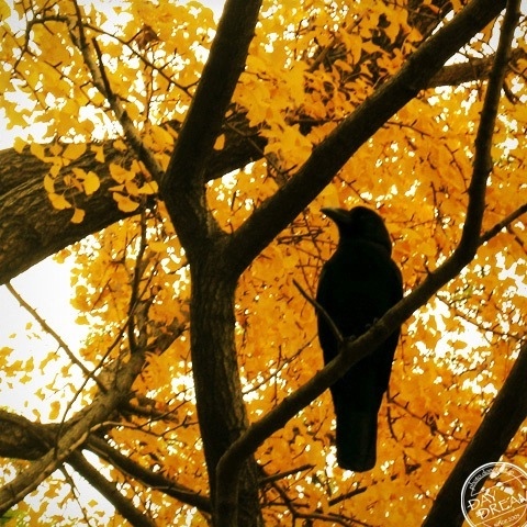 The crow can not see yellow