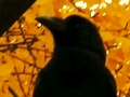 The crow can not see yellow