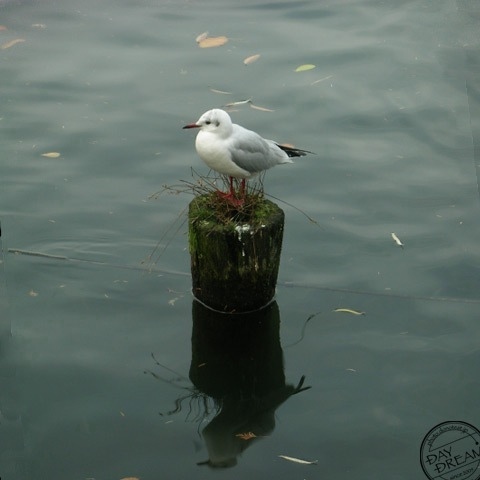 We saw bird figurine in the general store
