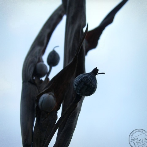 Cold winds blowing down from the north