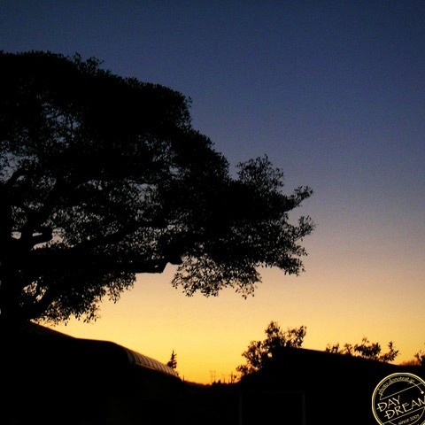 Cat story shortly before sunset