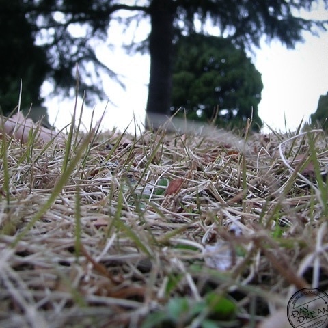 Memory of old summer