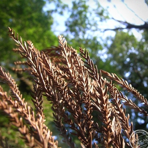 The leaf of the Japan cedar becomes a tinder