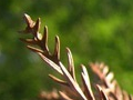 The leaf of the Japan cedar becomes a tinder