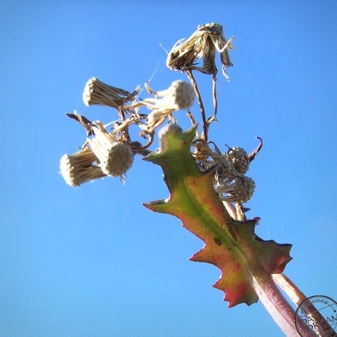 Japanese youngia of winter