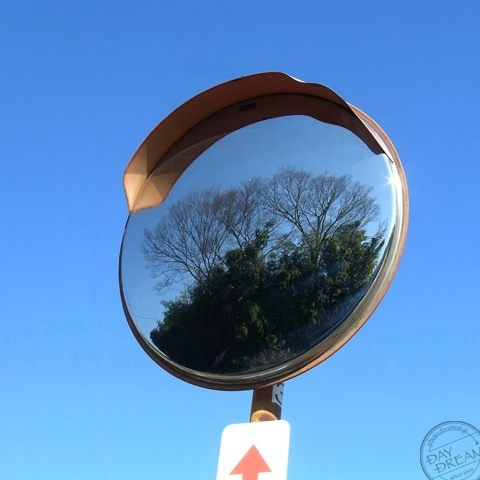 Bird that does not reflect in mirror