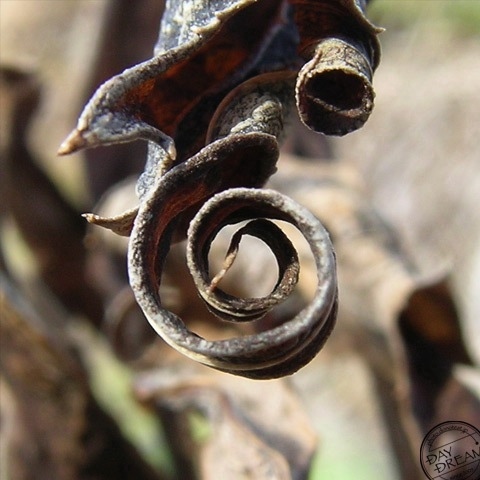 Curl up at withstand aquilo