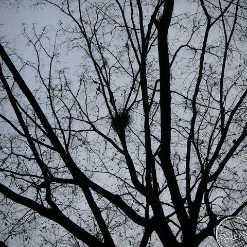 Bird nest in the treetops