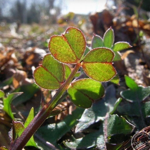 Muffler of red and Navy
