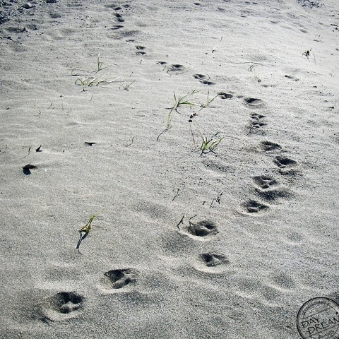Footstep of the lakeside