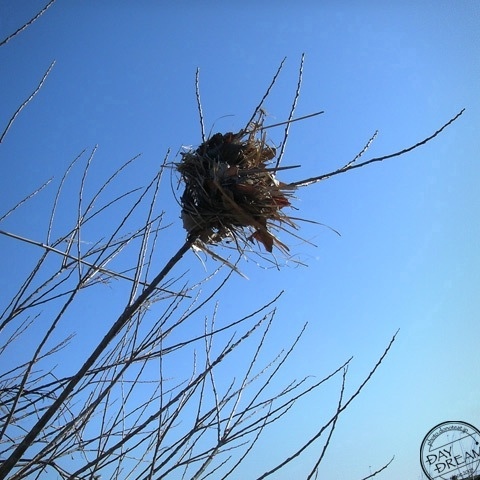 Food storage of field mouse
