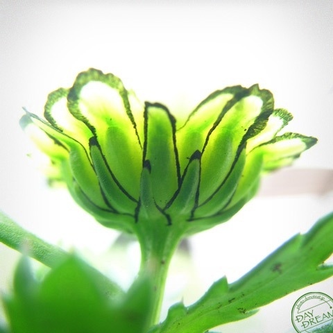 Spills and disappears