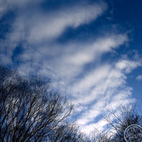 Cocoa and tree and wind
