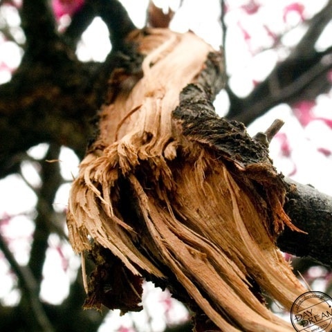 Branch of broken plum tree