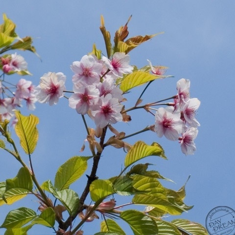 Peachtree and grandma