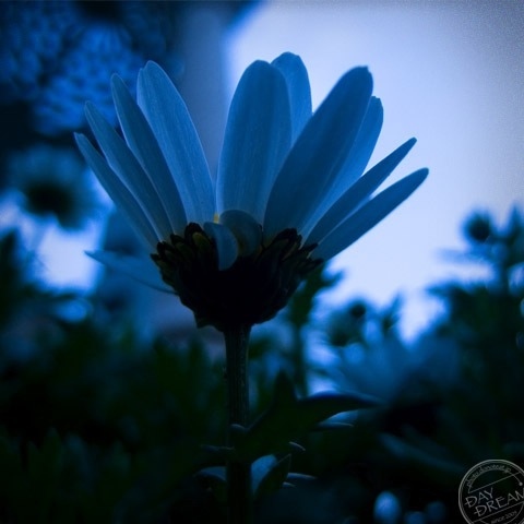 Not wake up for dream