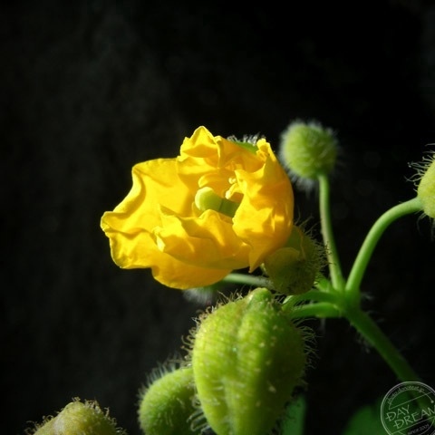A yellow flower sneezed