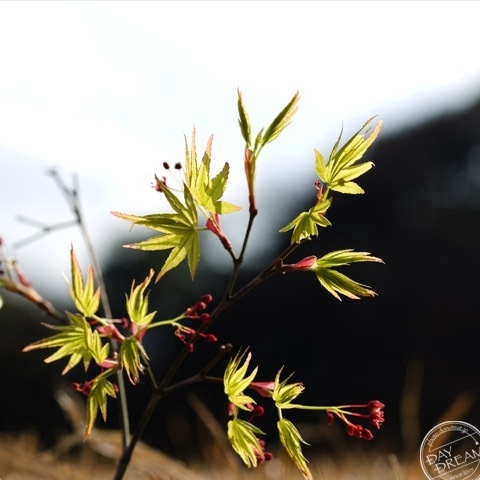 KOTENGU the storm up