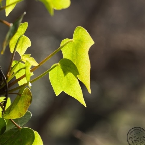  The ivy climbed up the lattice