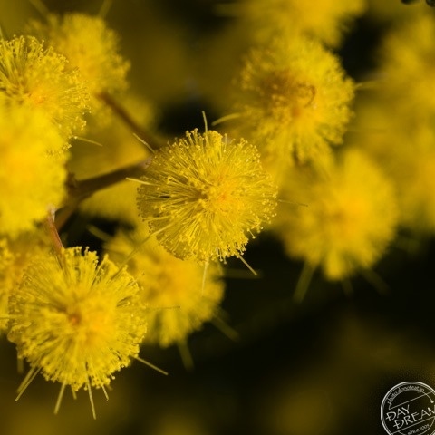 Acacia of spring
