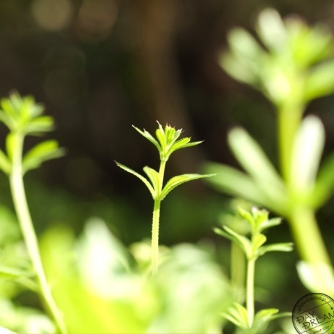 Suntrap without discord
