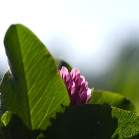 be a little embarrassing to flowered