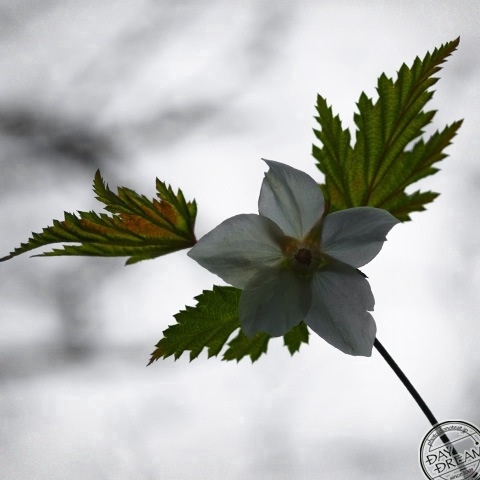 The persistent rain of spring