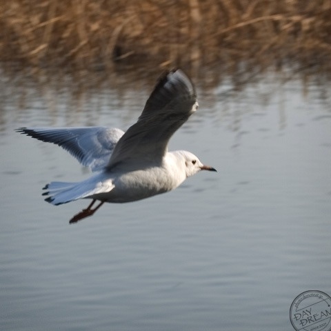 Black Headed Gull