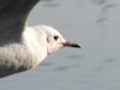 Black Headed Gull 2007/03/30 Black Headed Gull