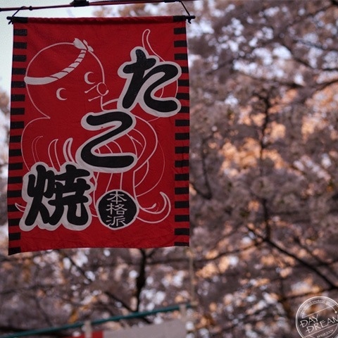 Salted cherry flower