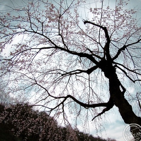 The droop cherry blossoms of memories