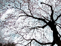 The droop cherry blossoms of memories 2007/04/02 The droop cherry blossoms of memories