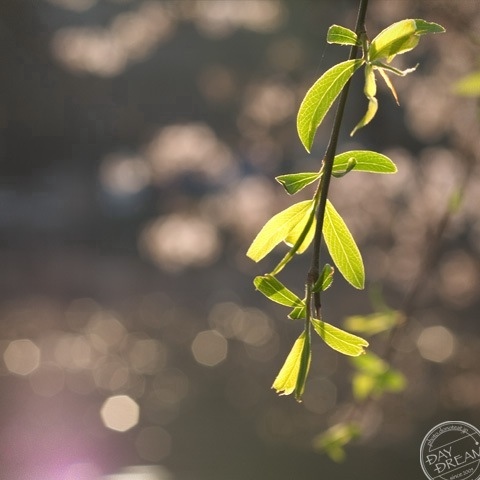 Leaf of lambently willow
