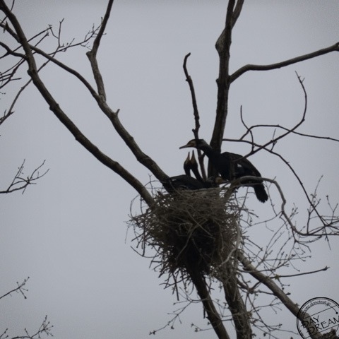 Dada dada I am hungry