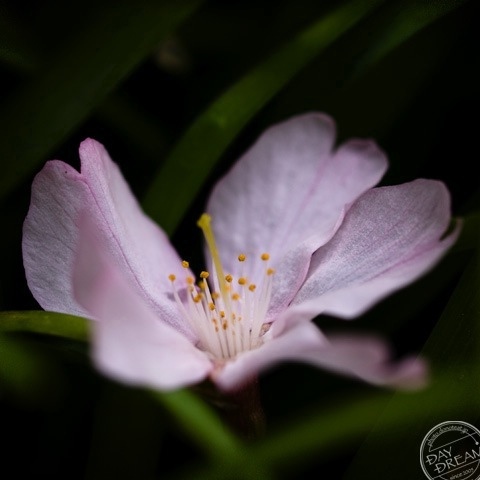 The fallen cherry flower
