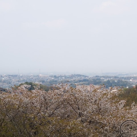 Cloudy weather in SAKURA season