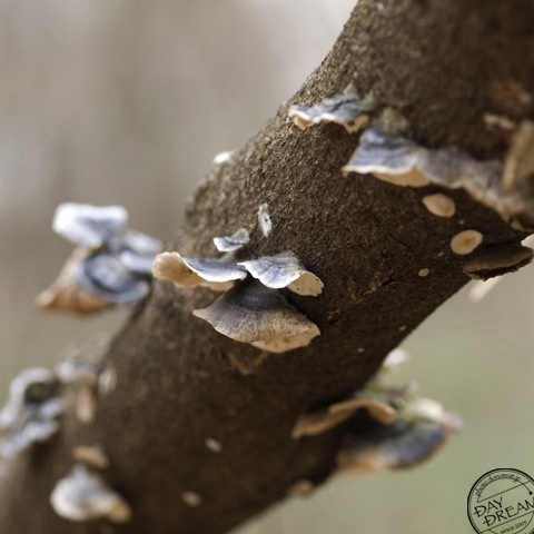 Rainy spring of colza
