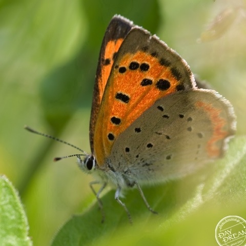Spring hide-and-seek