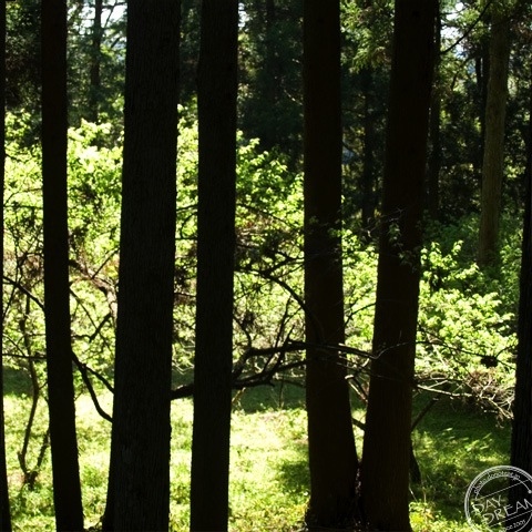 Babble of positive glow