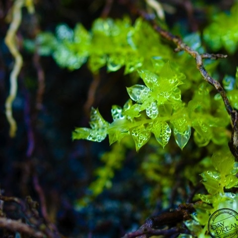 Crystal water and blue butterfly