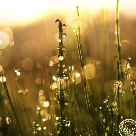 Morning of amber grow