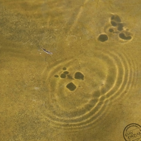 Ripple ripple water strider