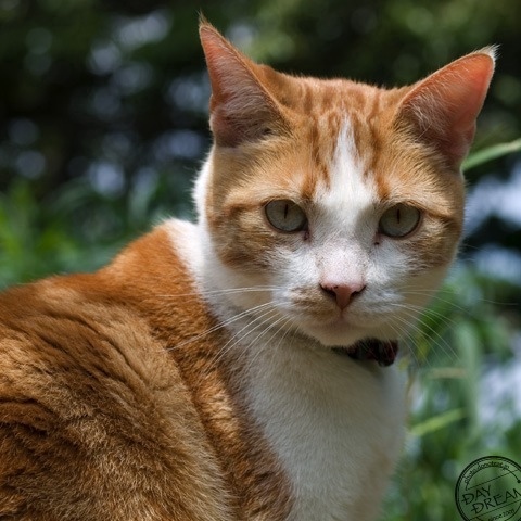 The incomprehensible