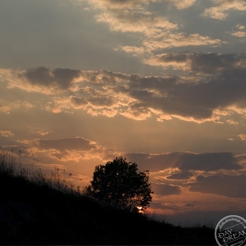 The singing of summer insects