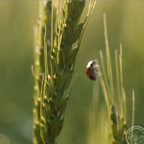 Cutting barley