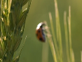 Cutting barley